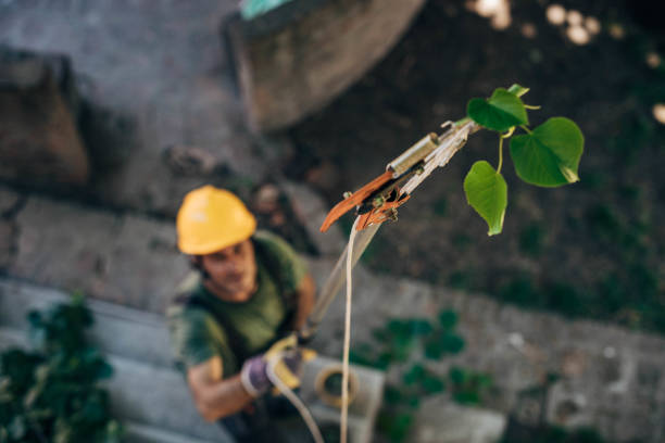 Best Arborist Services Near Me  in USA